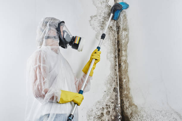 Best Toxic Mold Removal  in Imlay City, MI