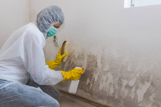 Best Black Mold Removal  in Imlay City, MI