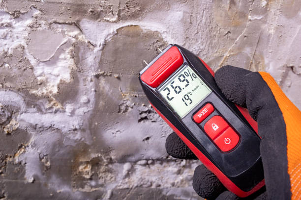Best Emergency Mold Removal  in Imlay City, MI