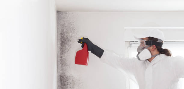 Best Crawl Space Mold Removal  in Imlay City, MI