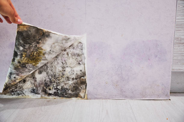 Attic Mold Removal in Imlay City, MI